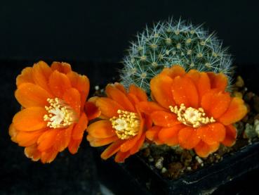 Flowers of mother plant